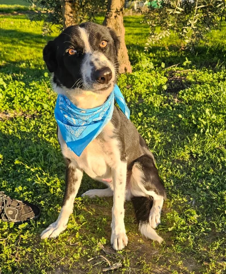 Rony, male 3yo Mixed Breed for adoption at Ein Freund fürs Leben e.V., Berlin