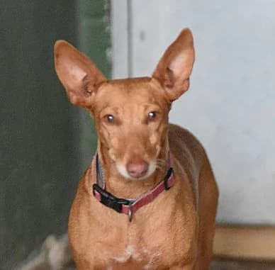 Roxie, female 4yo Mixed Breed for adoption at Ein Freund fürs Leben e.V., Berlin