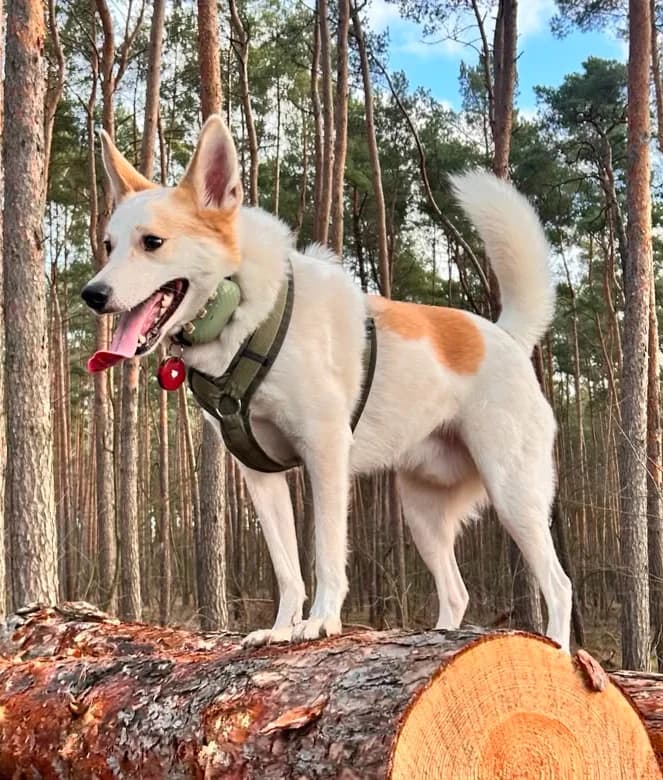 Sam - VON PRIVAT, male 3yo Mixed Breed for adoption at Ein Freund fürs Leben e.V., Berlin