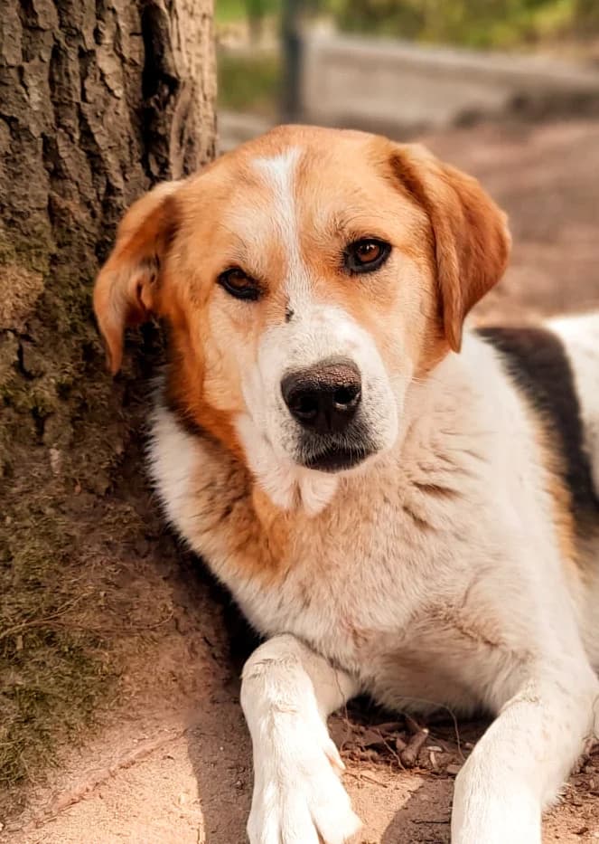 Sami, tricolor male 4yo Mixed Breed for adoption at Ein Freund fürs Leben e.V., Berlin