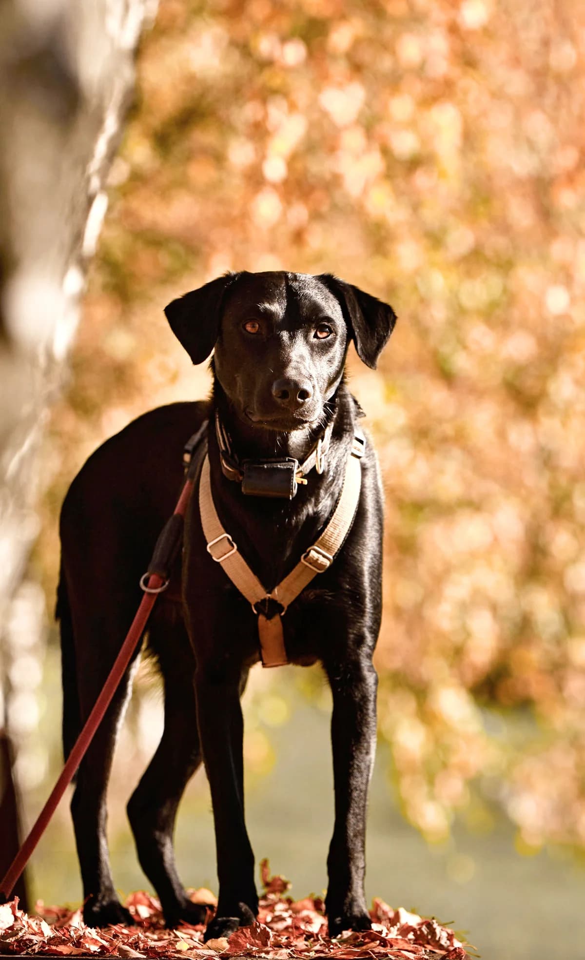 Saske, male 5yo Labrador Retriever for adoption at Ein Freund fürs Leben e.V., Berlin