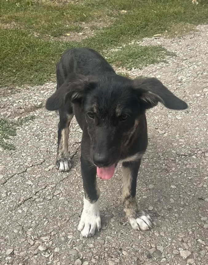 Shadow, female puppy Mixed Breed for adoption at Ein Freund fürs Leben e.V., Berlin