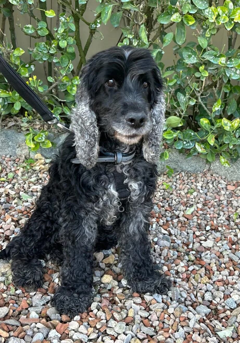 Sic, male senior Mixed Breed for adoption at Ein Freund fürs Leben e.V., Berlin