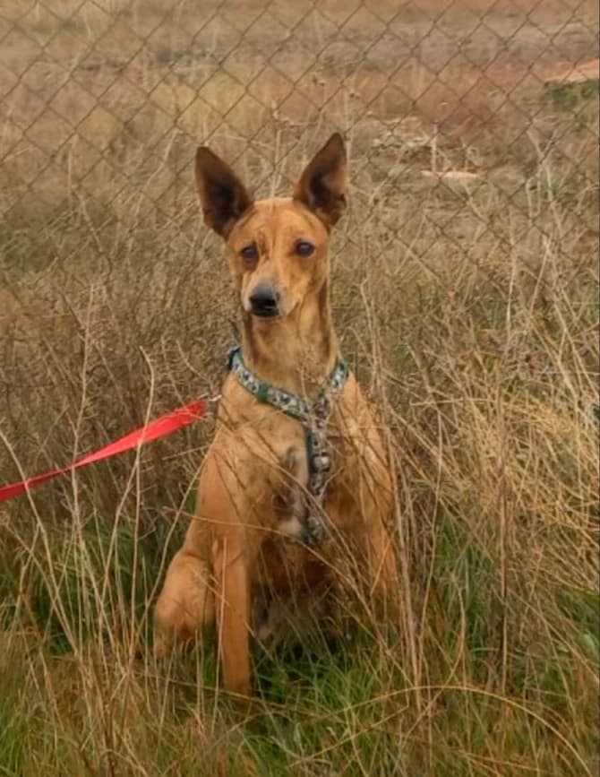 Silver, male 3yo Mixed Breed for adoption at Ein Freund fürs Leben e.V., Berlin