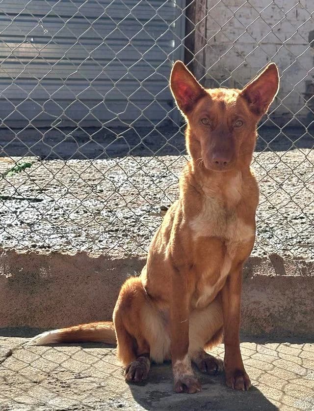Silvi, female young Mixed Breed for adoption at Ein Freund fürs Leben e.V., Berlin
