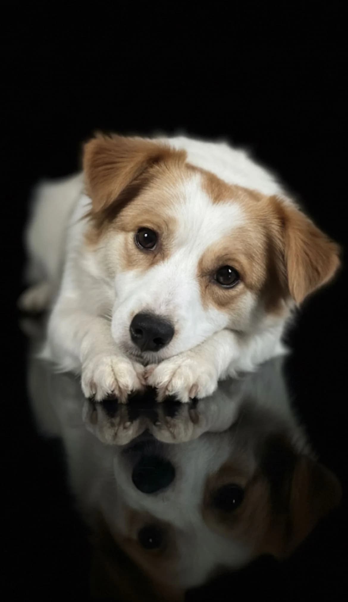 Sissy, female young Mixed Breed for adoption at Ein Freund fürs Leben e.V., Berlin