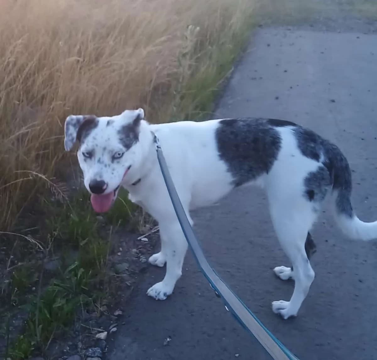 Sky - Privatvermittlung, female young Mixed Breed for adoption at Ein Freund fürs Leben e.V., Berlin