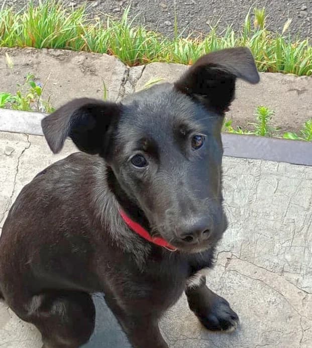 Smuzi, female 3yo Mixed Breed for adoption at Ein Freund fürs Leben e.V., Berlin