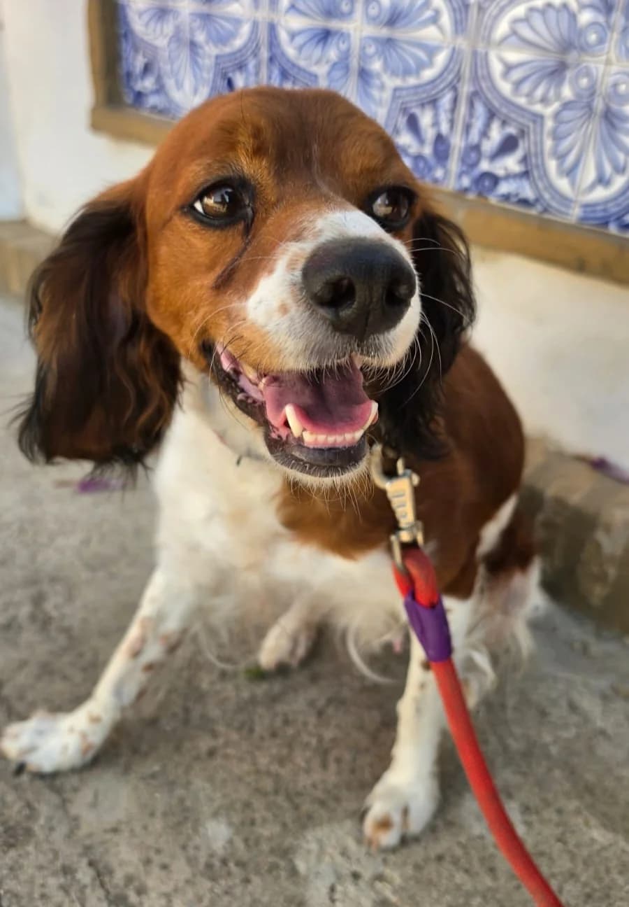 Solea, female 5yo Mixed Breed for adoption at Ein Freund fürs Leben e.V., Berlin