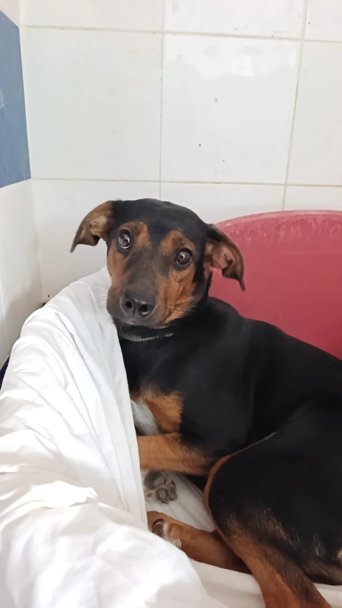 Sophia, female young Mixed Breed for adoption at Ein Freund fürs Leben e.V., Berlin