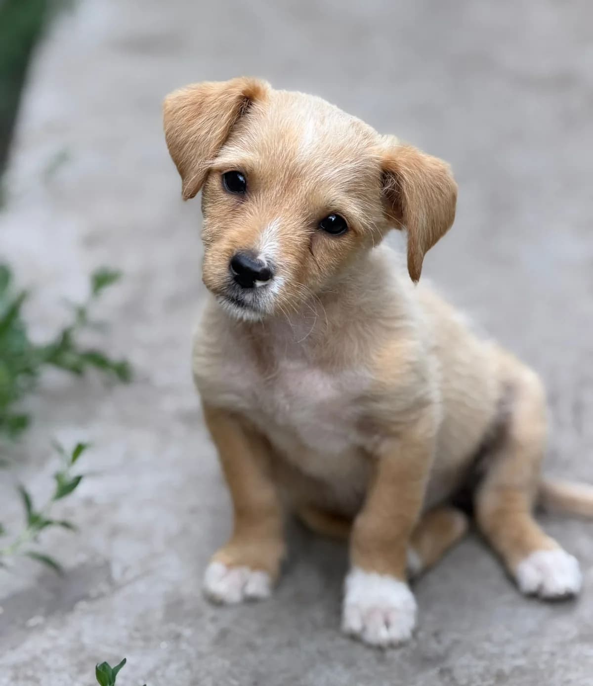 Stella, female puppy Mixed Breed for adoption at Ein Freund fürs Leben e.V., Berlin