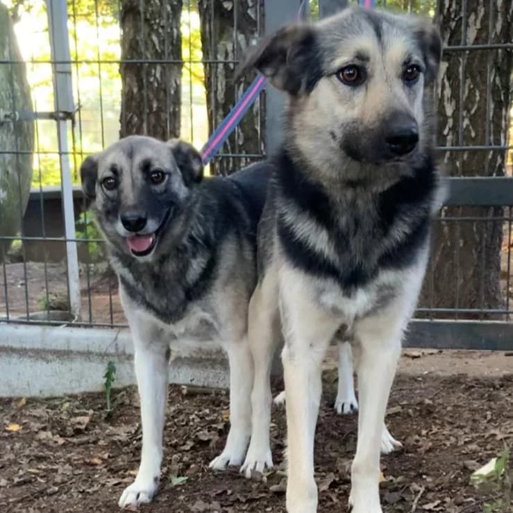 Strelka und Julia - VON PRIVAT, female senior Mixed Breed for adoption at Ein Freund fürs Leben e.V., Berlin