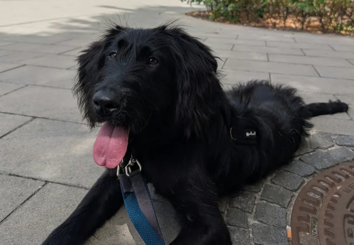 Sunny, female puppy Mixed Breed for adoption at Ein Freund fürs Leben e.V., Berlin