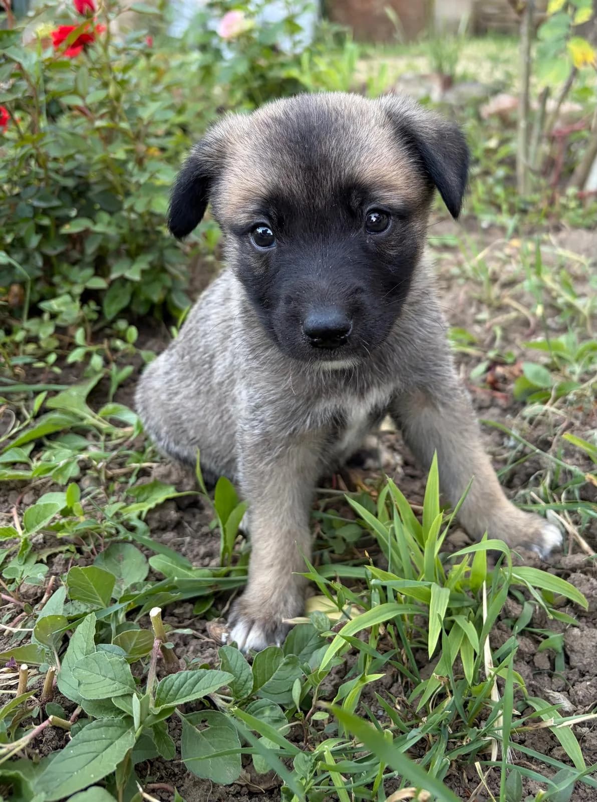Teo, male puppy Mixed Breed for adoption at Ein Freund fürs Leben e.V., Berlin