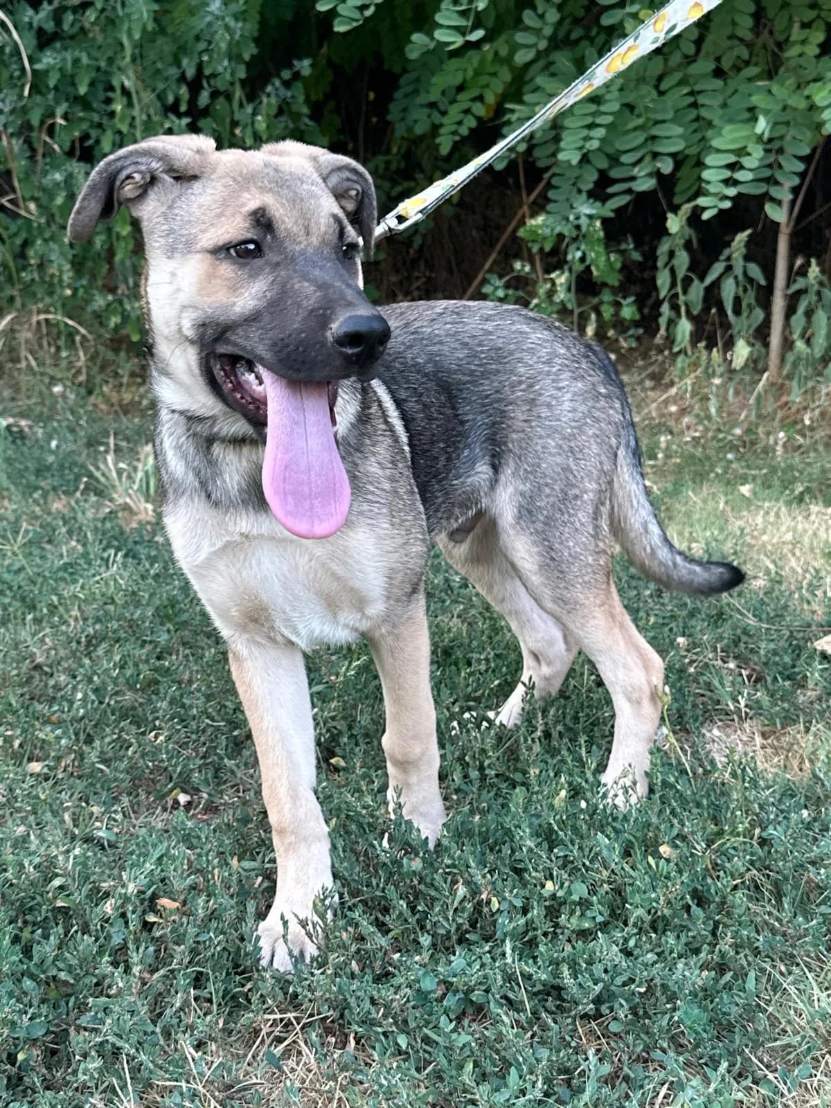 Teo, male puppy Mixed Breed for adoption at Ein Freund fürs Leben e.V., Berlin