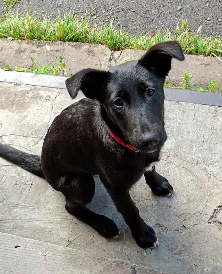 Thea, female puppy Mixed Breed for adoption at Ein Freund fürs Leben e.V., Berlin
