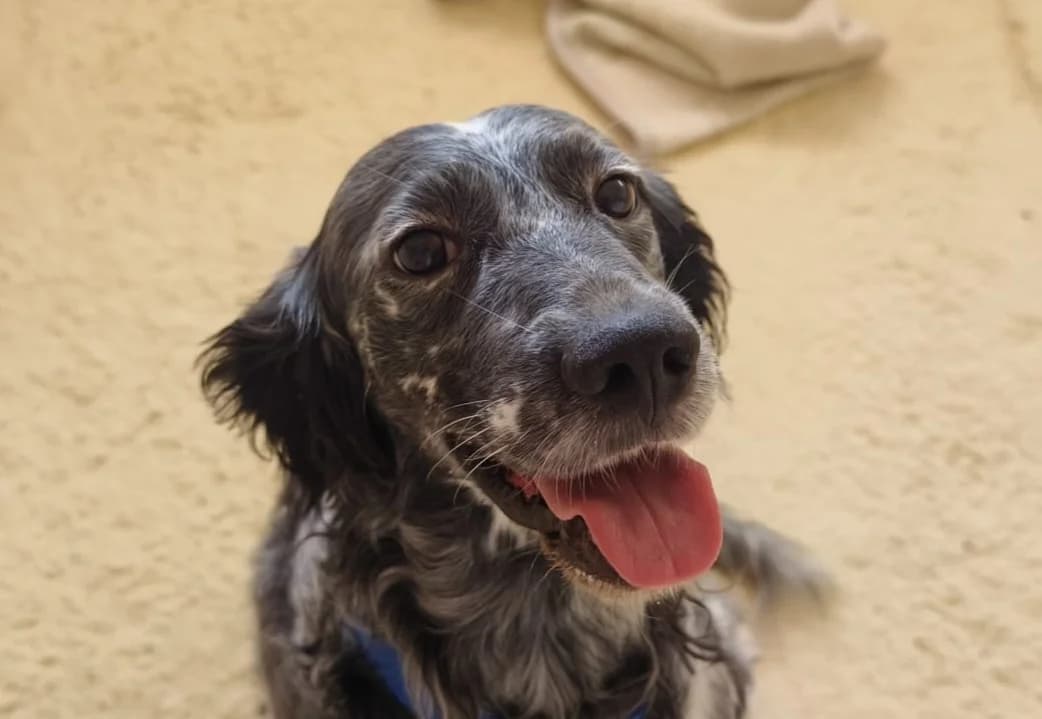 Theo, male 5yo Mixed Breed for adoption at Ein Freund fürs Leben e.V., Berlin