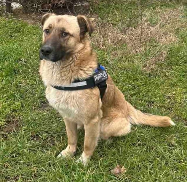 Thor, male young Mixed Breed for adoption at Ein Freund fürs Leben e.V., Berlin