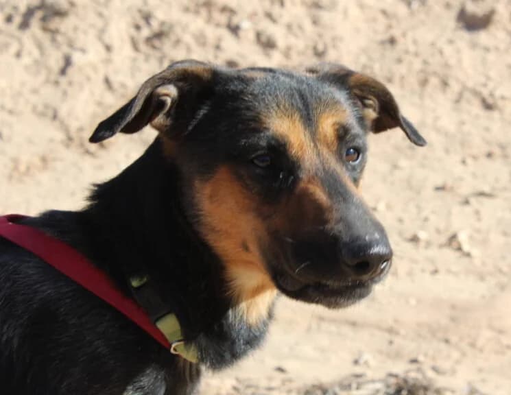 Thore - VON PRIVAT, male 3yo Mixed Breed for adoption at Ein Freund fürs Leben e.V., Berlin
