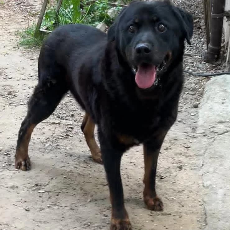 Thorsten - VON PRIVAT, male senior Mixed Breed for adoption at Ein Freund fürs Leben e.V., Berlin