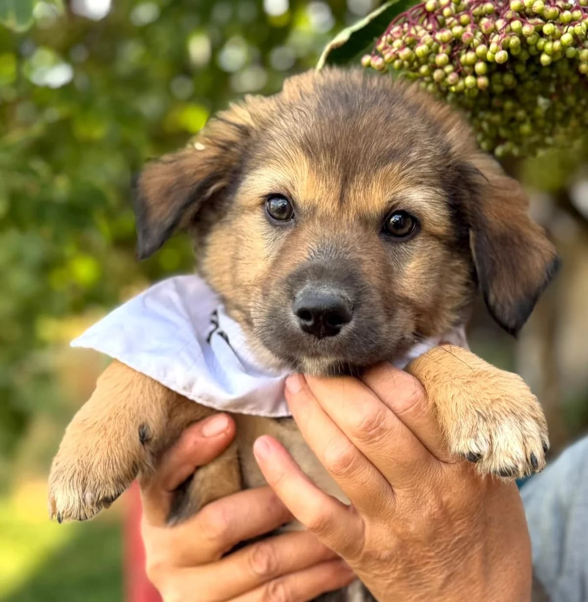 Tiger, male puppy Mixed Breed for adoption at Ein Freund fürs Leben e.V., Berlin