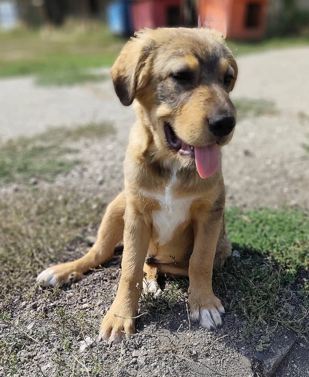 Tiger, male puppy Mixed Breed for adoption at Ein Freund fürs Leben e.V., Berlin