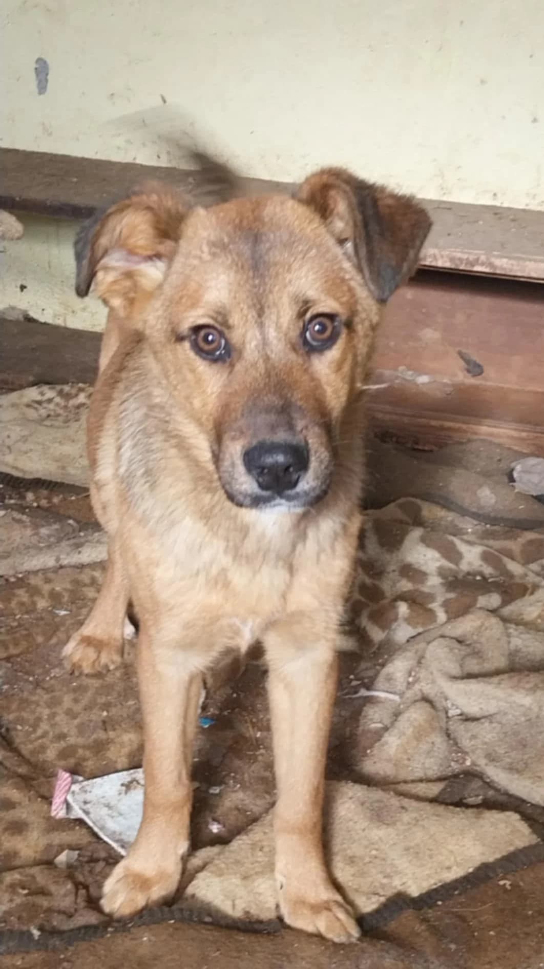 Timo, male puppy Mixed Breed for adoption at Ein Freund fürs Leben e.V., Berlin