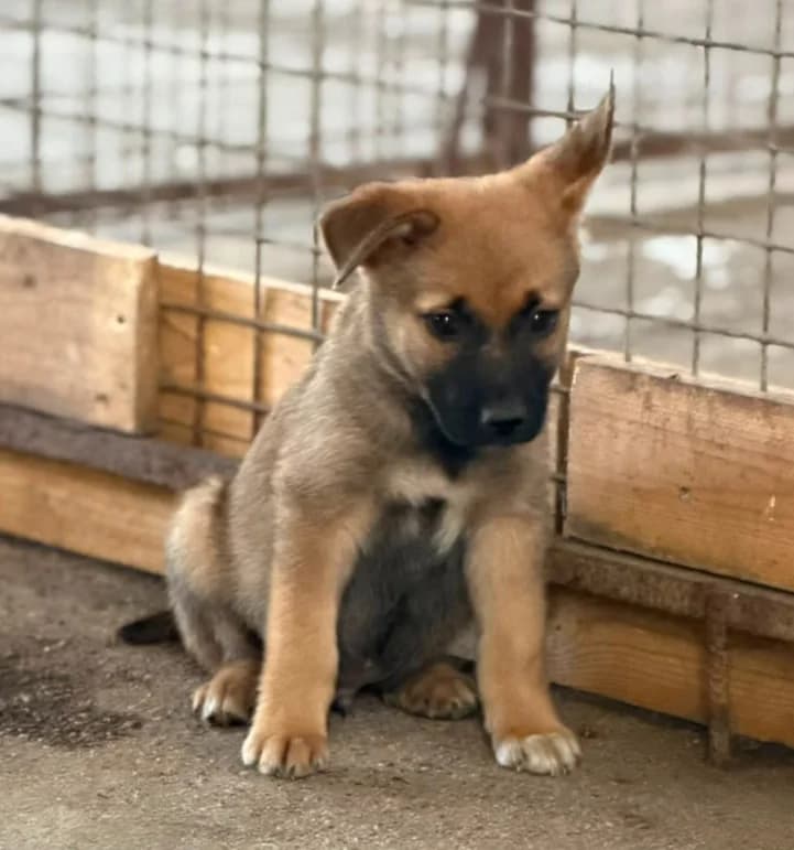 Timon, male puppy Mixed Breed for adoption at Ein Freund fürs Leben e.V., Berlin