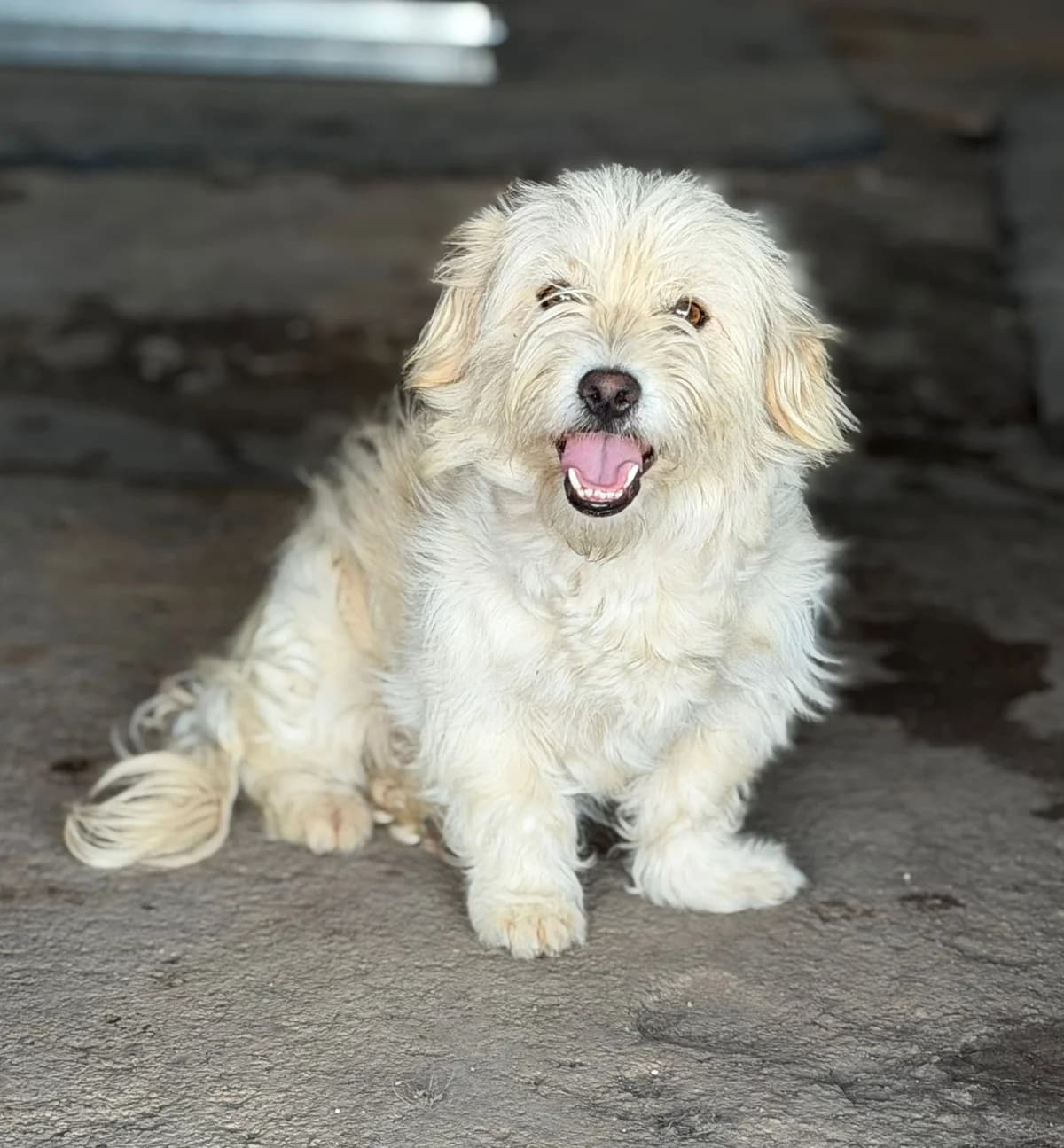 Tinka - VON PRIVAT+-69*532, female young Mixed Breed for adoption at Ein Freund fürs Leben e.V., Berlin