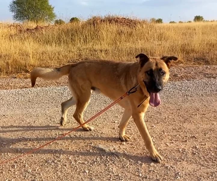 Toby, male 4yo Mixed Breed for adoption at Ein Freund fürs Leben e.V., Berlin