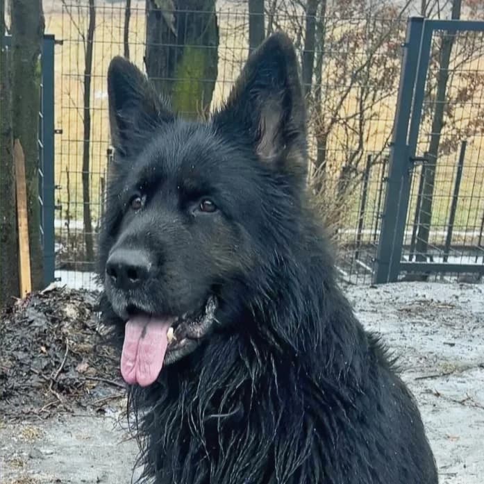 Velo - VON PRIVAT, male 6yo Mixed Breed for adoption at Ein Freund fürs Leben e.V., Berlin