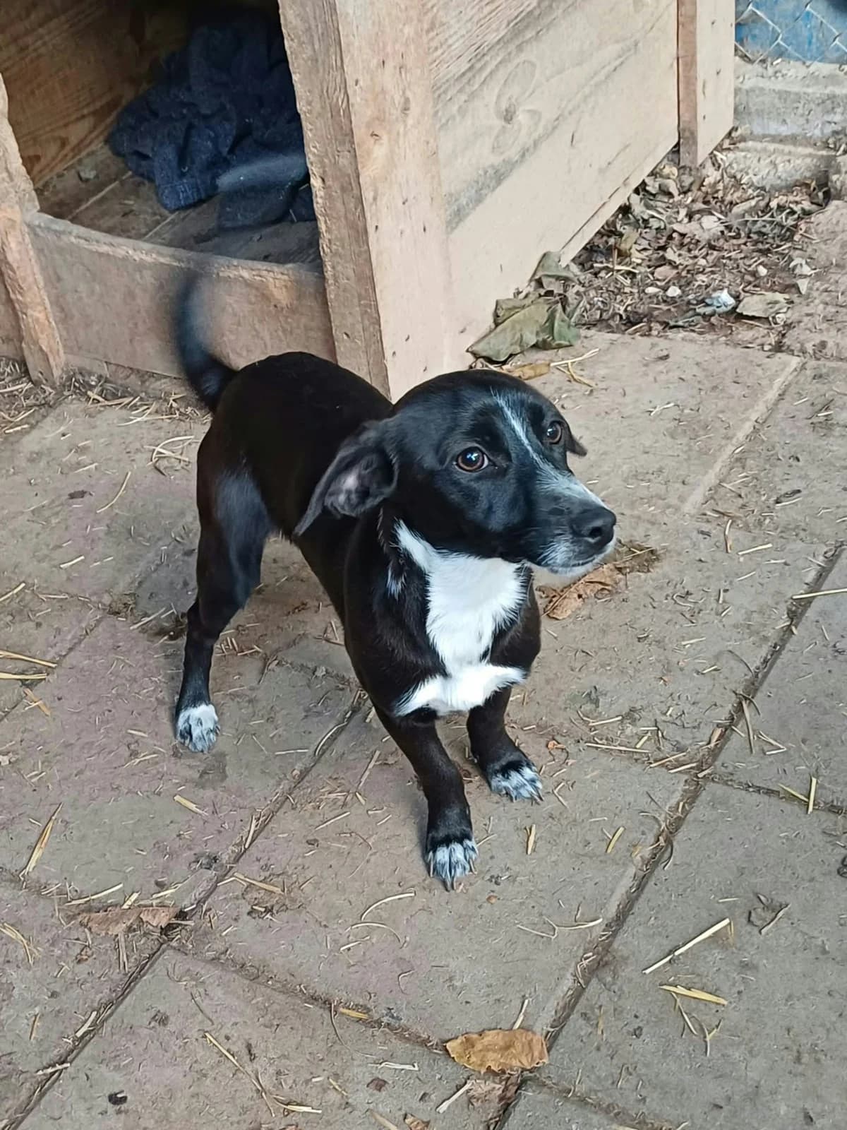 Tommy, male puppy Mixed Breed for adoption at Ein Freund fürs Leben e.V., Berlin