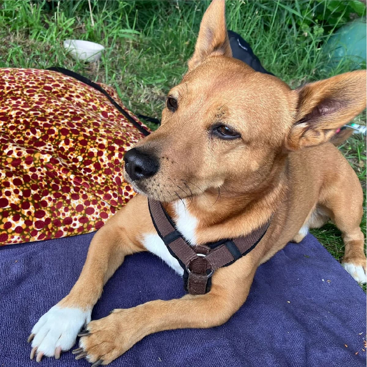 Vino, male senior Mixed Breed for adoption at Ein Freund fürs Leben e.V., Berlin