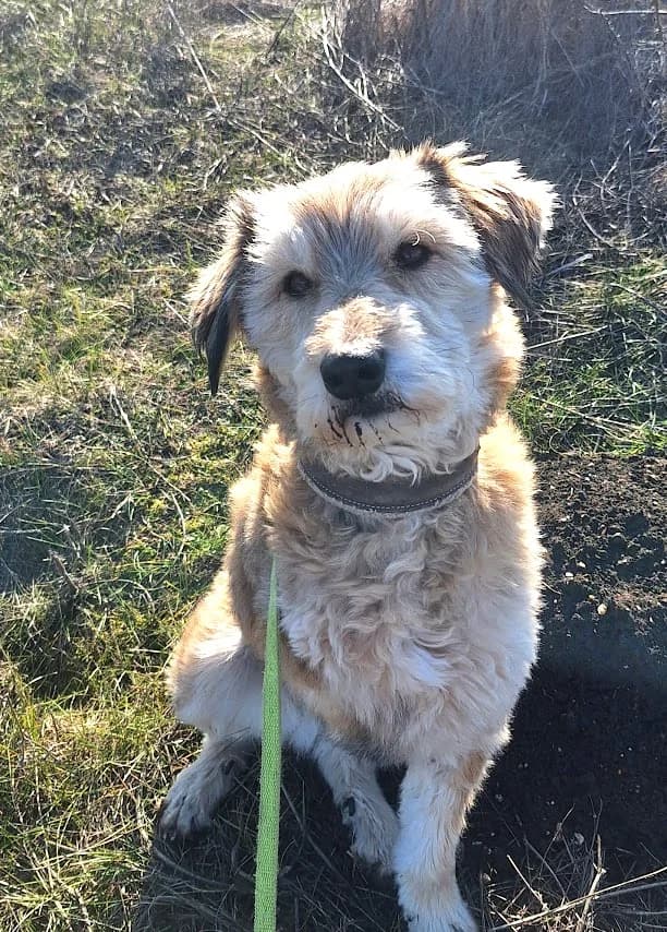 Vjosa - VON PRIVAT, female 5yo Mixed Breed for adoption at Ein Freund fürs Leben e.V., Berlin