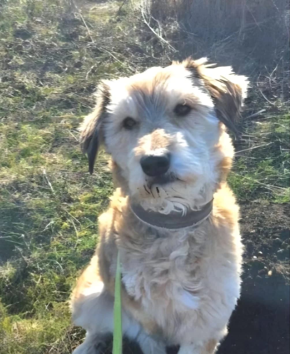 Vjosa - VON PRIVAT, female 5yo Mixed Breed for adoption at Ein Freund fürs Leben e.V., Berlin