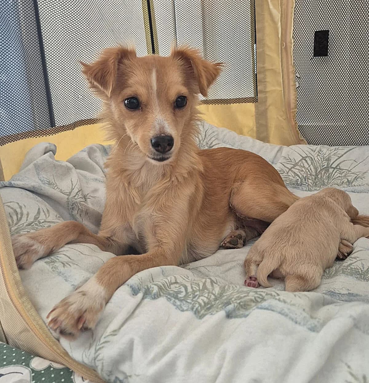 Wanda, female young Mixed Breed for adoption at Ein Freund fürs Leben e.V., Berlin