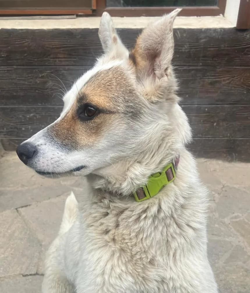 White, female young Mixed Breed for adoption at Ein Freund fürs Leben e.V., Berlin