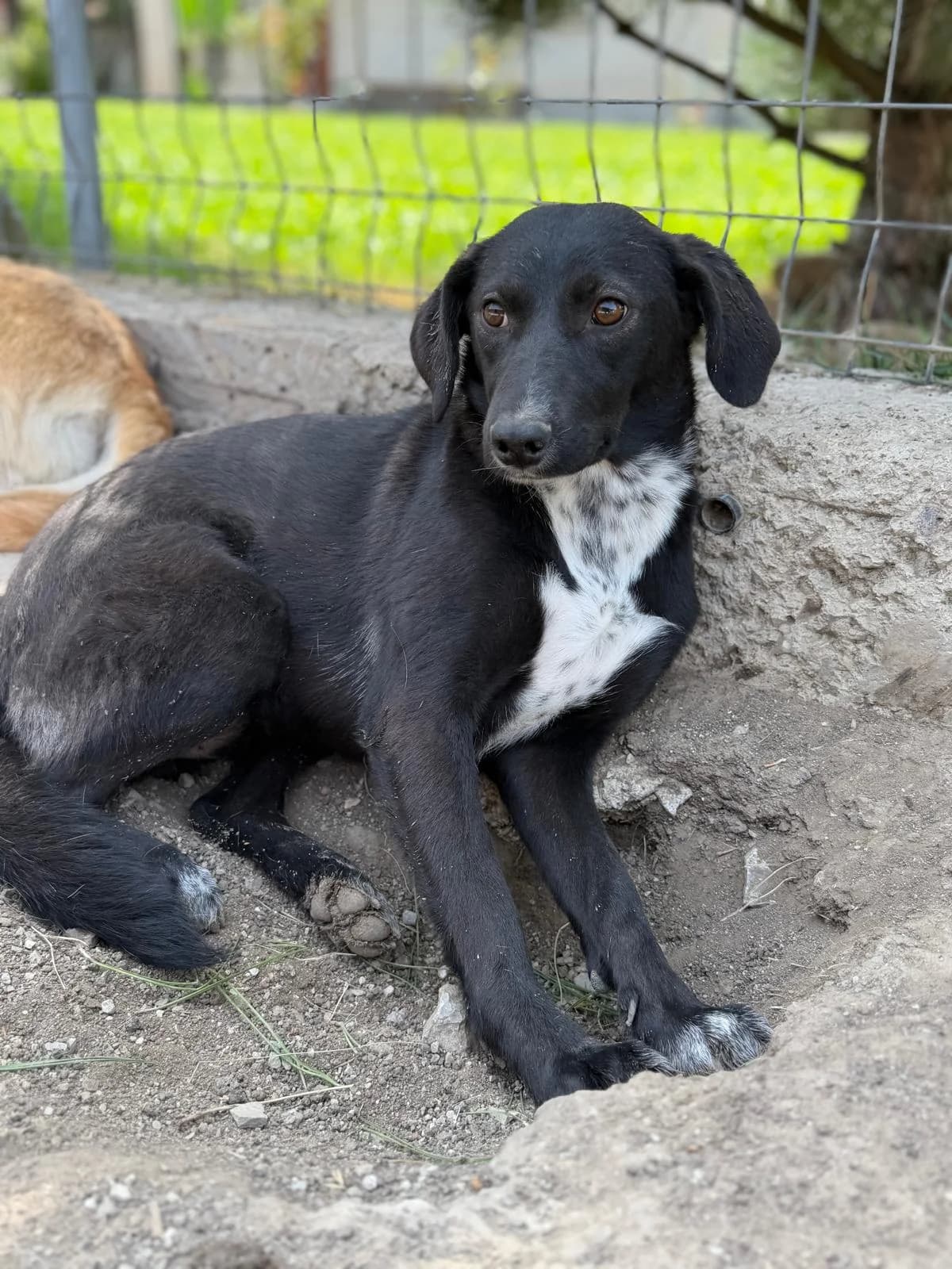 Xenia, female young Mixed Breed for adoption at Ein Freund fürs Leben e.V., Berlin