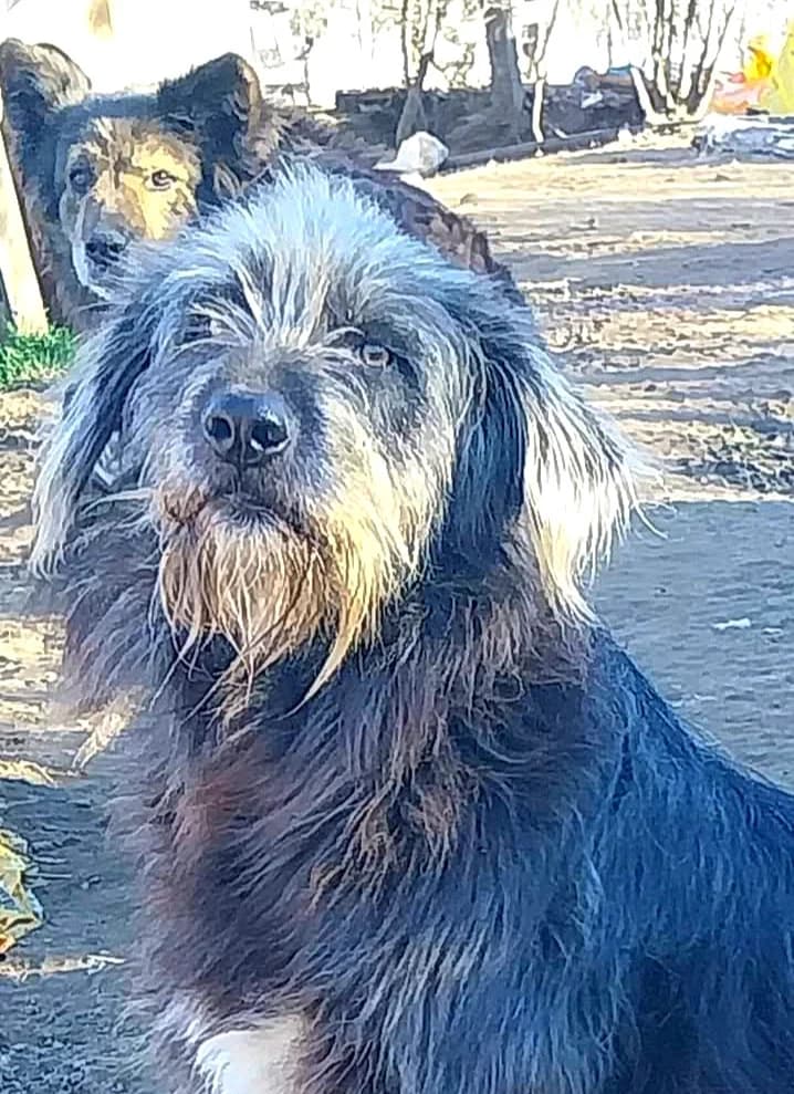 Yannis, male 3yo Mixed Breed for adoption at Ein Freund fürs Leben e.V., Berlin