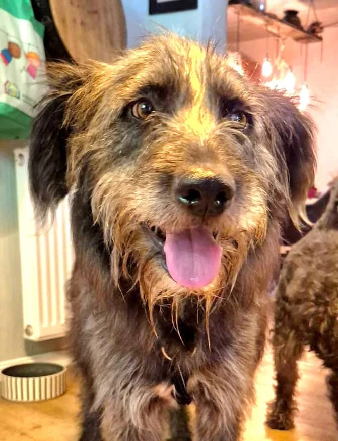Yanis, male 3yo Mixed Breed for adoption at Ein Freund fürs Leben e.V., Berlin