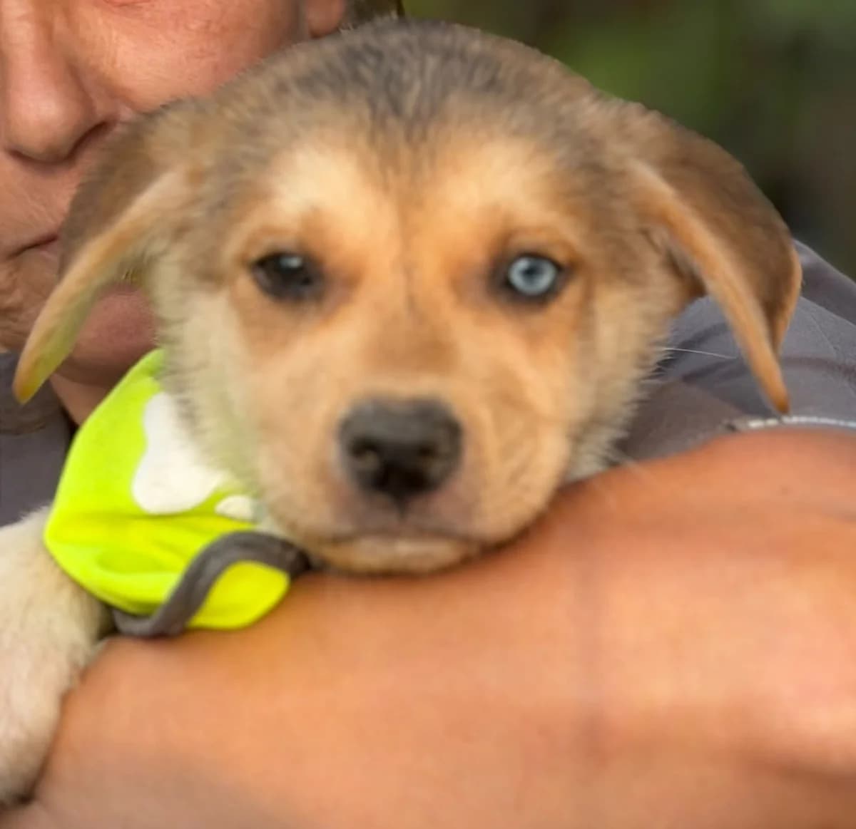 Yoshie, male puppy Mixed Breed for adoption at Ein Freund fürs Leben e.V., Berlin