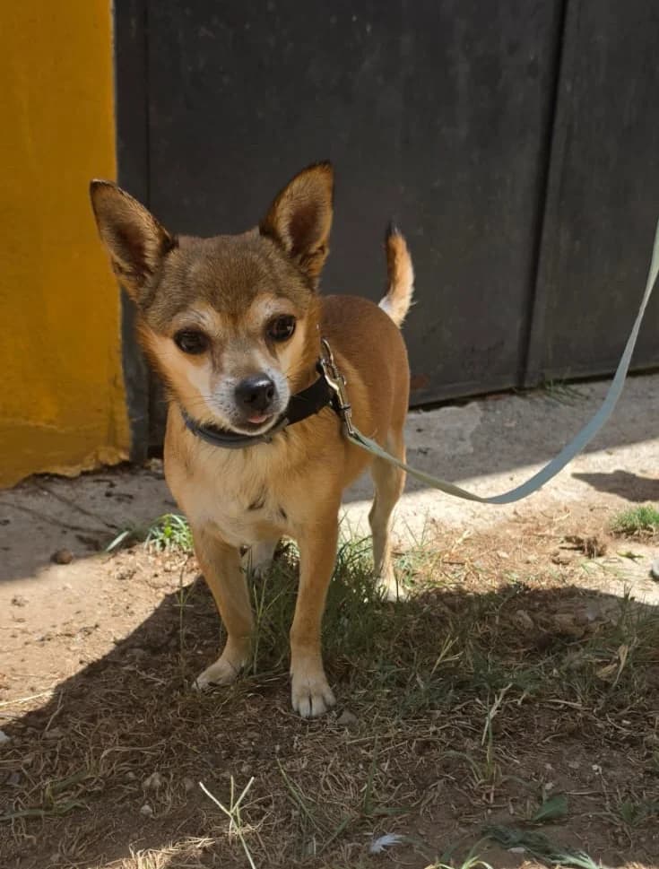 Ziro, male Mixed Breed for adoption at Ein Freund fürs Leben e.V., Berlin
