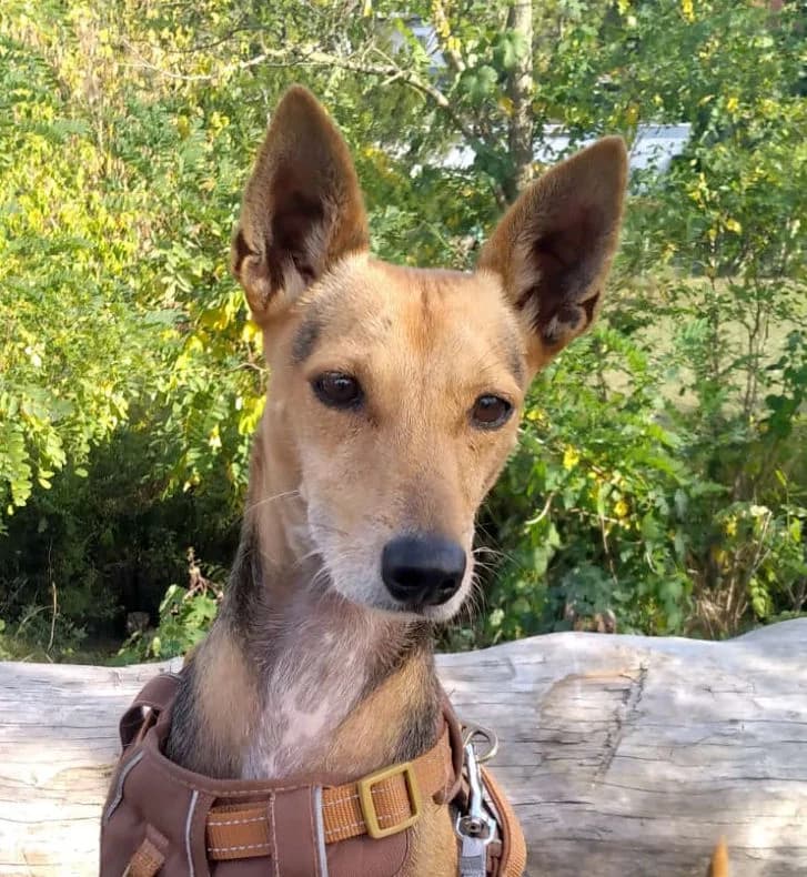 Zoe, female young Mixed Breed for adoption at Ein Freund fürs Leben e.V., Berlin