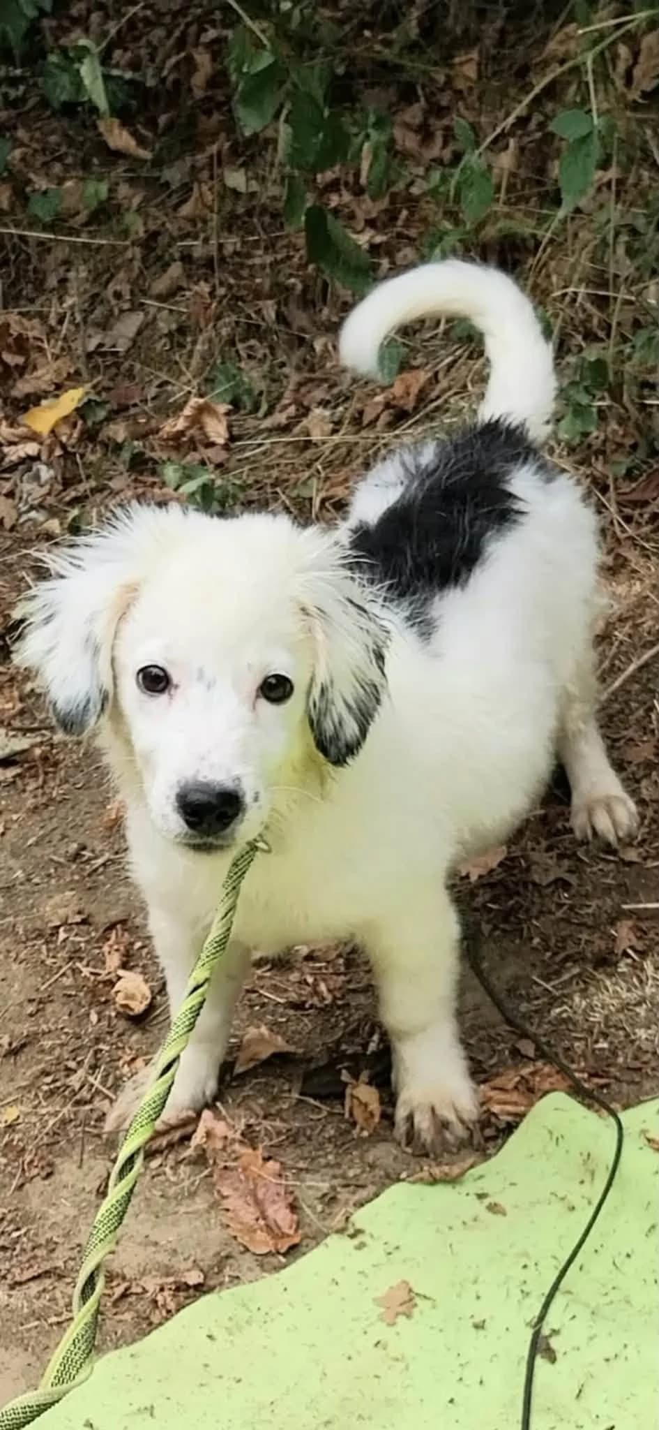 Zorro, male puppy Mixed Breed for adoption at Ein Freund fürs Leben e.V., Berlin