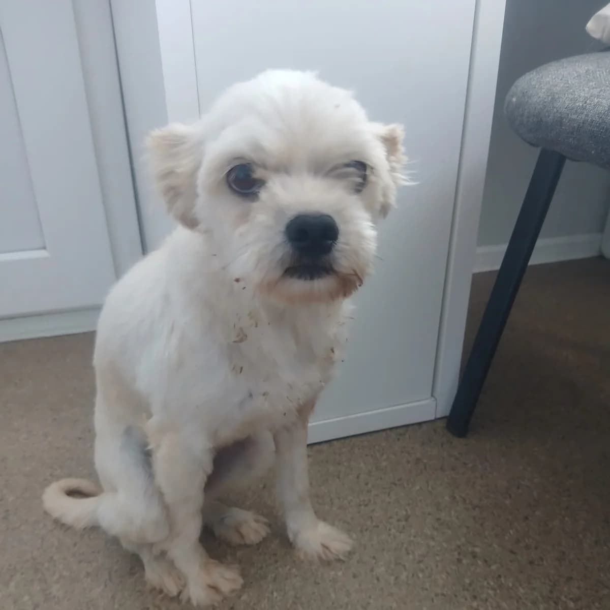 Aila, female 7yo Mixed Breed for adoption at Ein Herz für Fellnasen e.V., Waakirchen