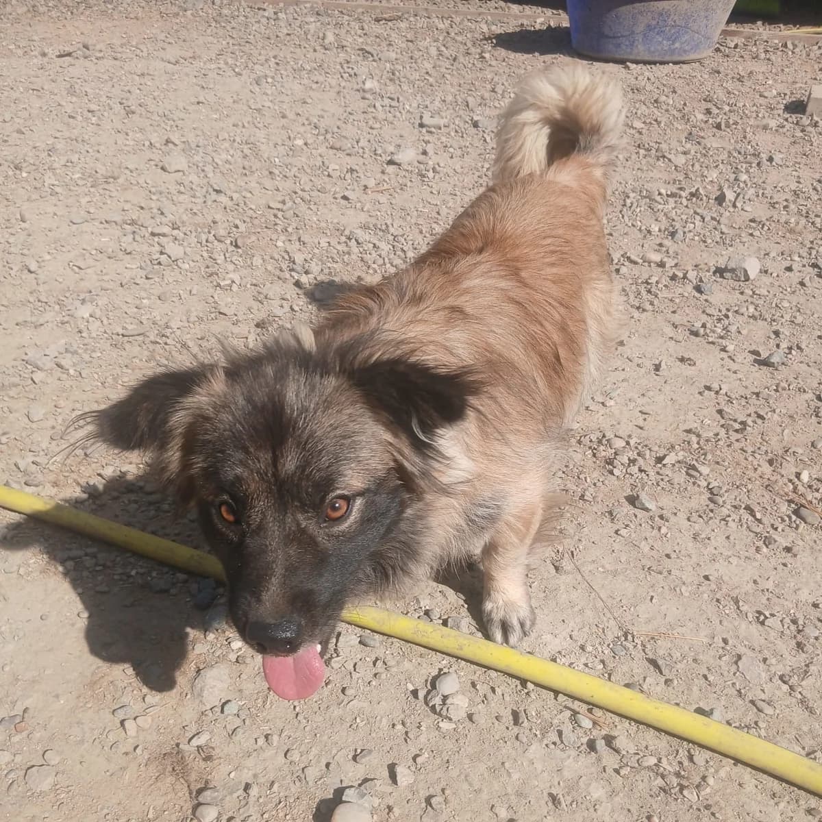 Ajax, male young Mixed Breed for adoption at Ein Herz für Fellnasen e.V., Waakirchen