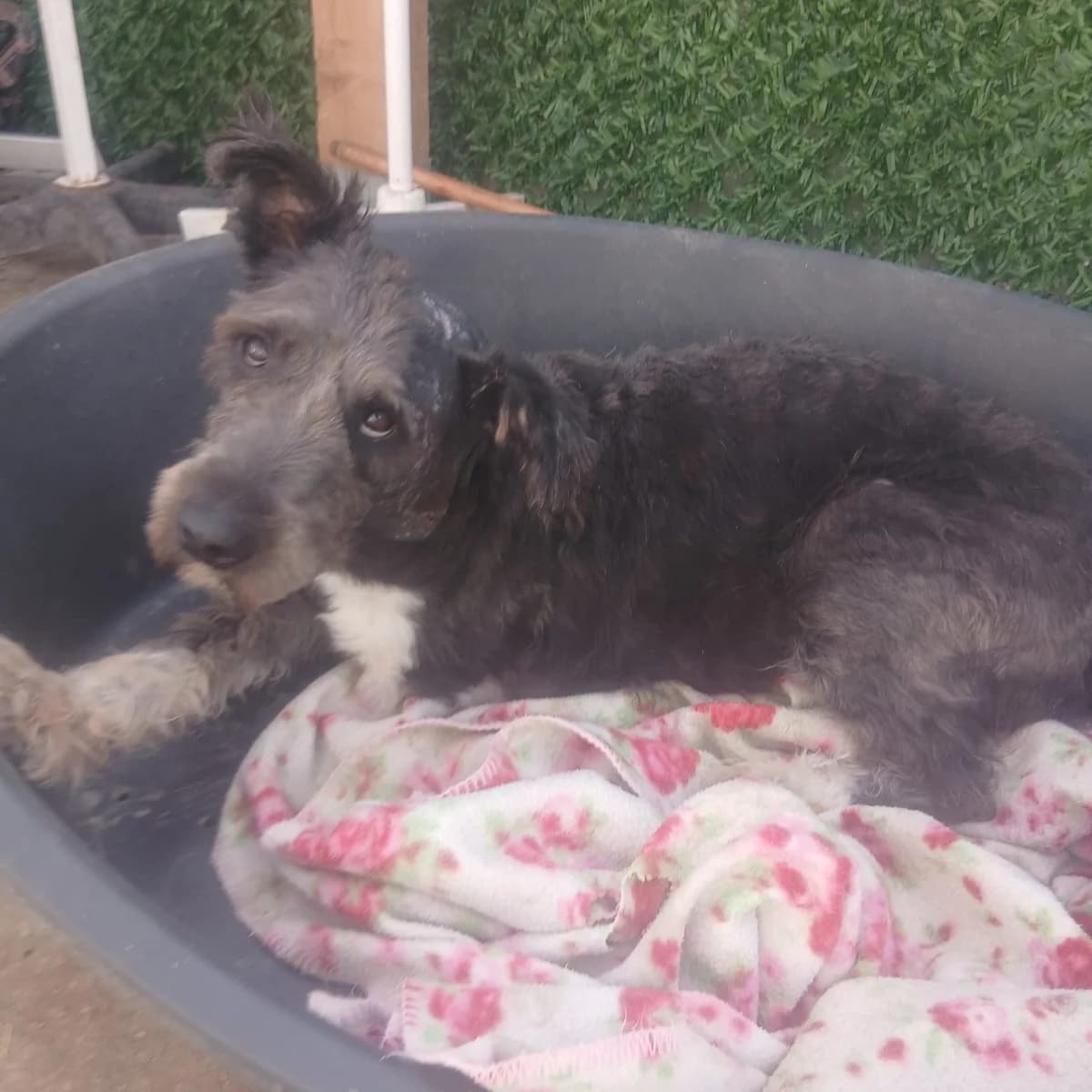 Alea 🐕, female young Mixed Breed for adoption at Ein Herz für Fellnasen e.V., Waakirchen