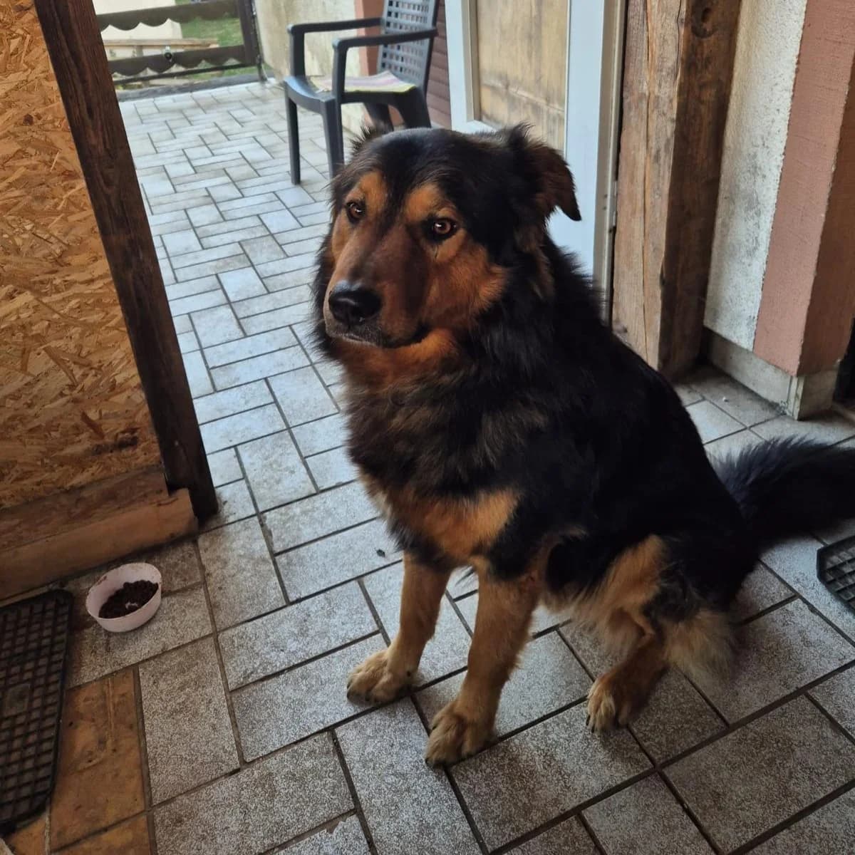 Alfi, male 4yo Mixed Breed for adoption at Ein Herz für Fellnasen e.V., Waakirchen