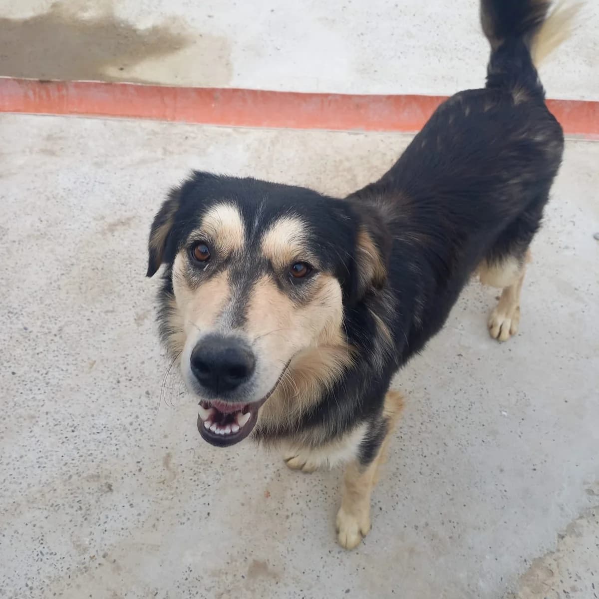 ALWIN 22.10.2024 60cm, male young Mixed Breed for adoption at Ein Herz für Fellnasen e.V., Waakirchen