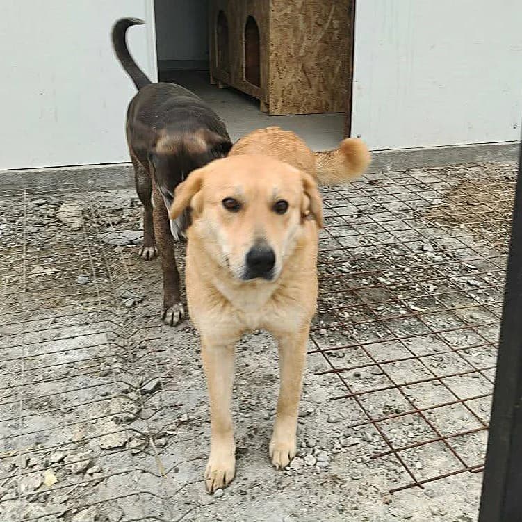 AMARI 20.06.2020 60cm, female Labrador Retriever for adoption at Ein Herz für Fellnasen e.V.